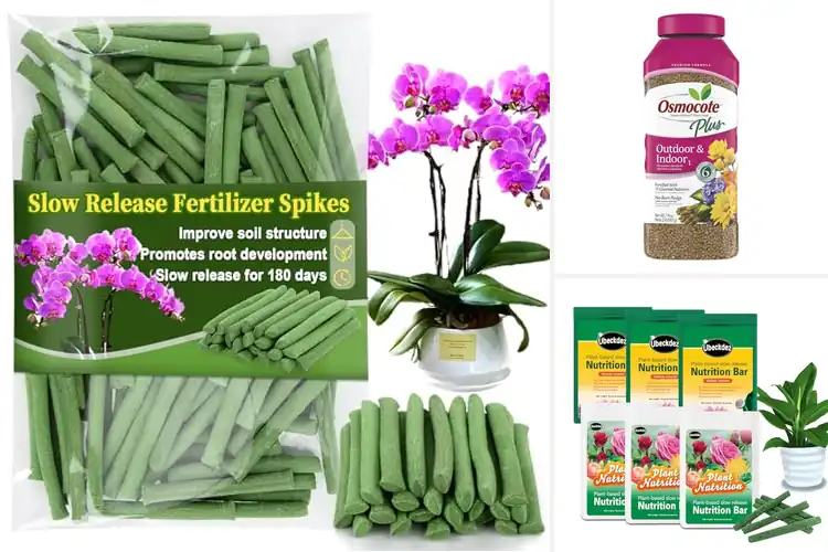 Detailed view of Best Long-Lasting Plant Foods