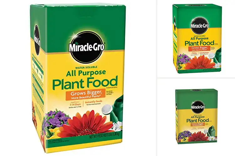 Detailed view of Best Miracle-Gro Plant Food