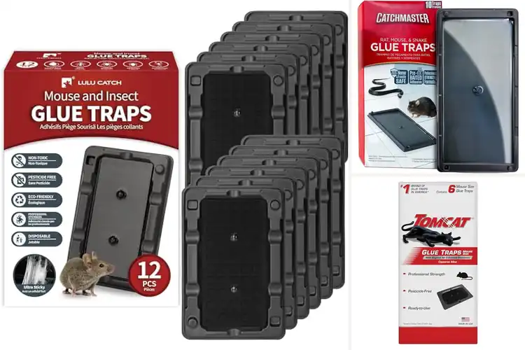 Detailed view of Best Mouse Glue Traps