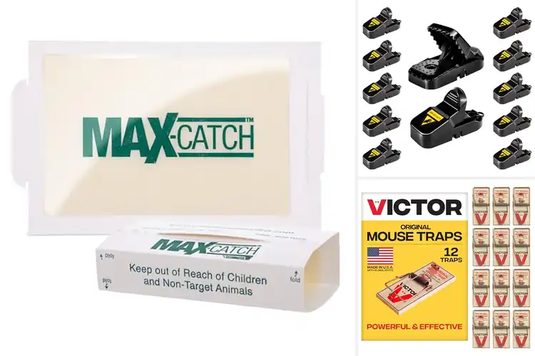 Detailed view of Best Mouse Traps: Top 10 Picks for a Rodent-Free Home Fast
