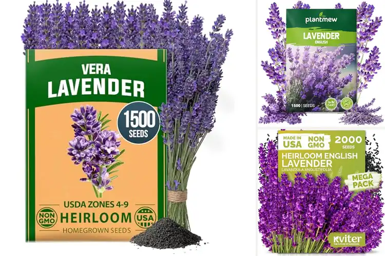 Detailed view of Best Non GMO Lavender Seeds for Pure, Easy Home Growing