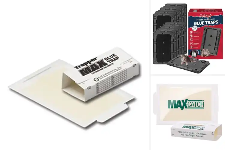 Detailed view of Best Non Toxic Glue Traps For Home