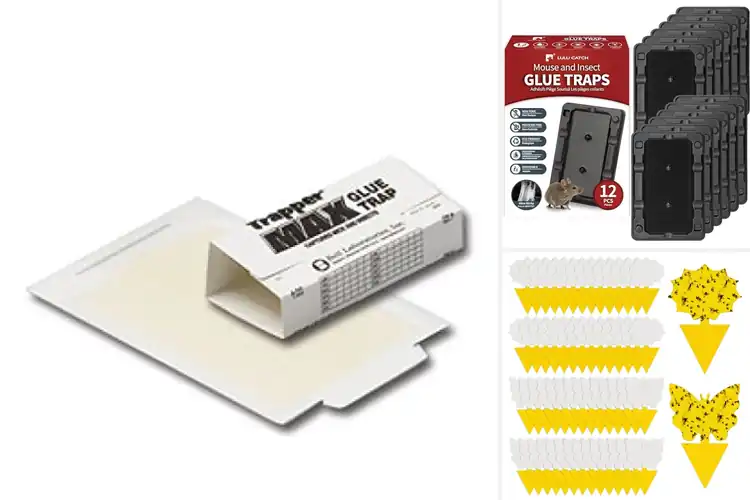 Detailed view of Best Non-Toxic Traps: Your Safe Pest Solution