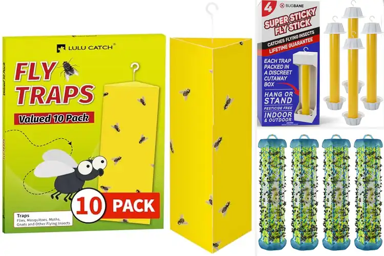 Detailed view of Best Odorless Traps: Top 10 Picks for a Pest-Free, Calm Home