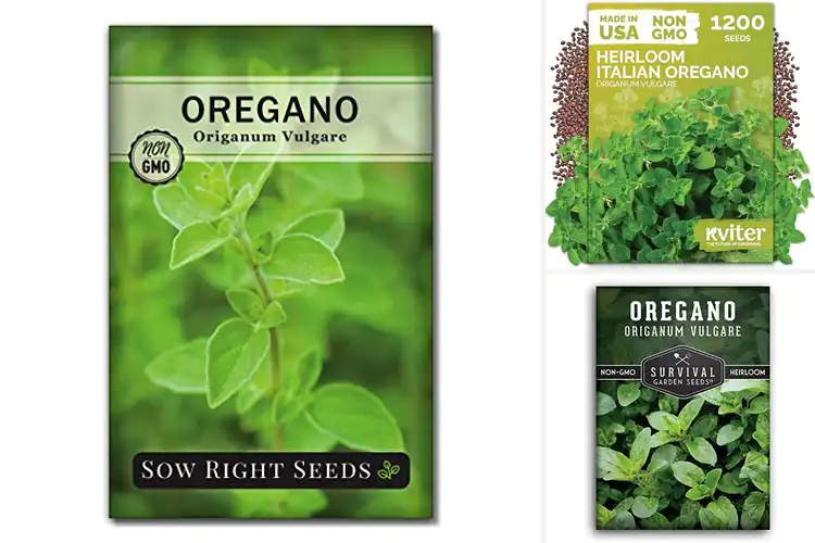 Detailed view of Best Oregano Seeds for a Fresh, Flavorful Home Garden
