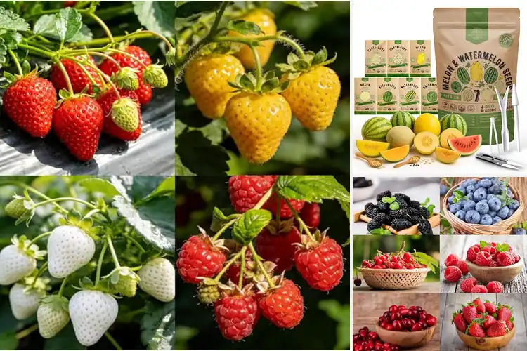 Detailed view of Best Organic Fruit Seeds: Grow Your Own Healthy Harvest