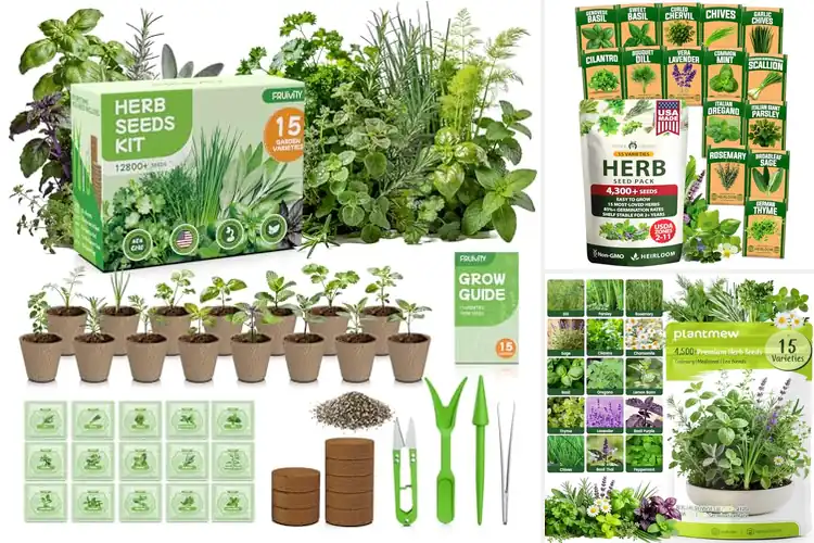 Detailed view of Best Outdoor Herbs