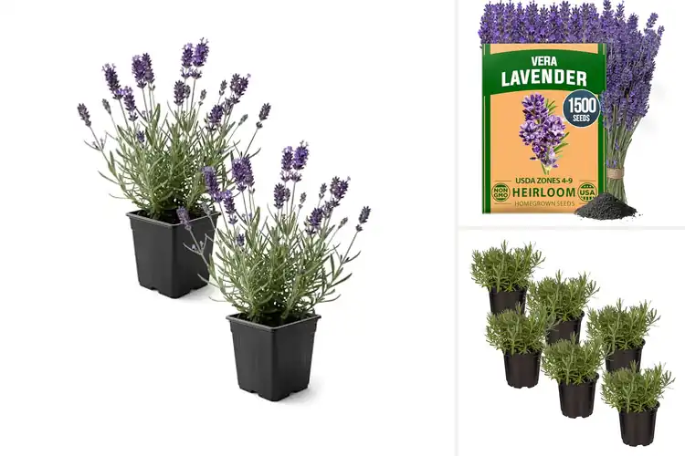 Detailed view of Best Outdoor Lavender Plants for Stunning Yard Appeal