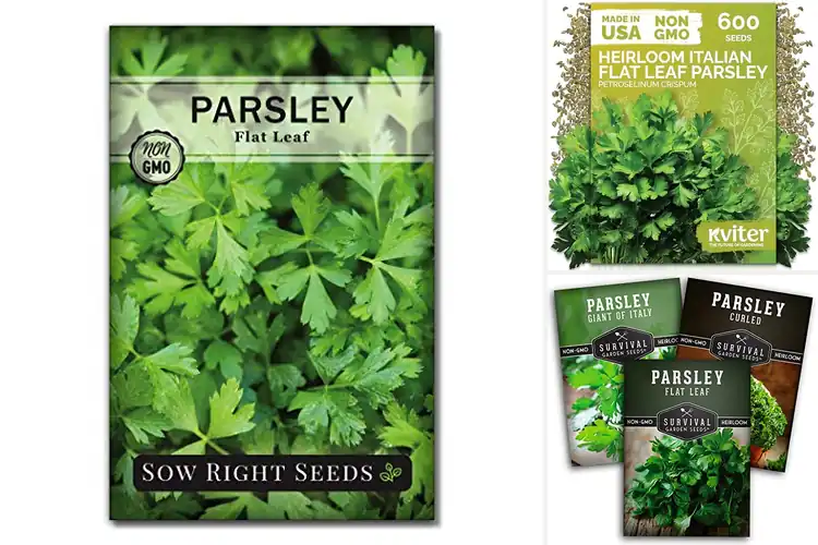 Detailed view of Best Parsley Seeds for Flavorful Homegrown Herbs