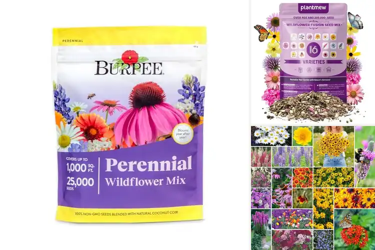 Detailed view of Best Perennial Wildflower Seeds