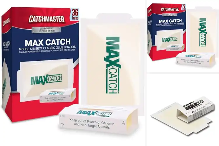 Detailed view of Best Pest Control Glue Traps