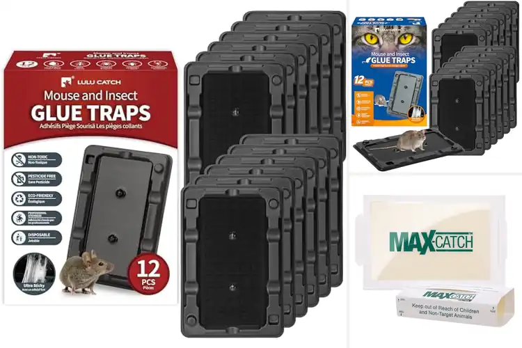 Detailed view of Best Pet Safe Glue Traps For Homes: Top 10 Pest Solutions