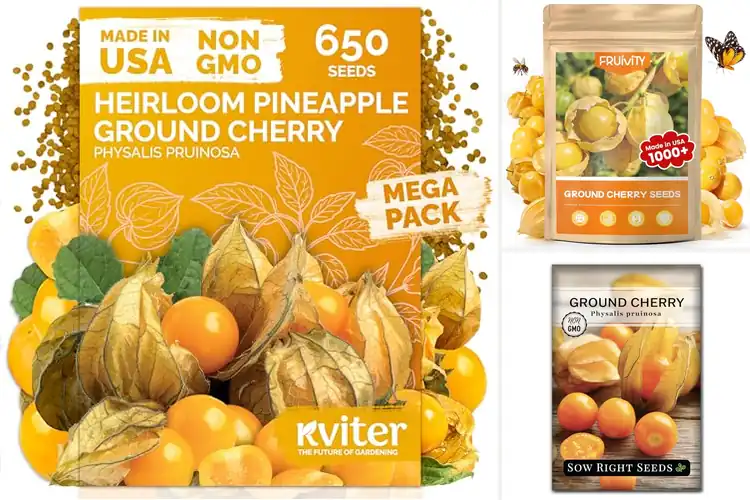 Detailed view of Best Pineapple Ground Cherry Seeds
