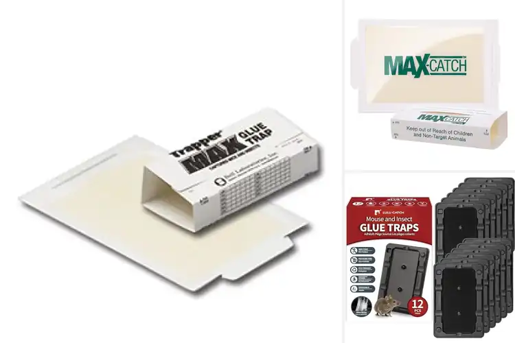 Detailed view of Best Placement For Glue Traps