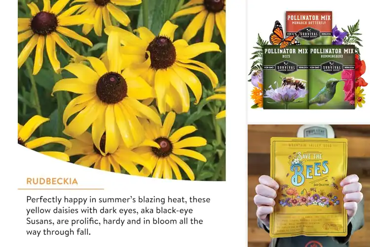 Detailed view of Best Pollinator Flower Seeds