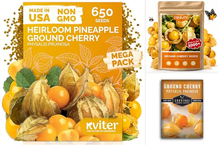 Detailed view of Best Quick Fruiting Ground Cherry Seeds