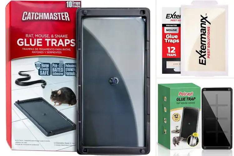 Detailed view of Best Rat Glue Traps For Home: Top 10 Pest-Free Solutions