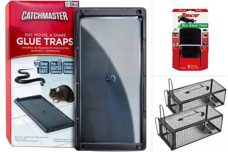 Detailed view of Best Rat Traps for House: Top 10 Easy & Effective Solutions