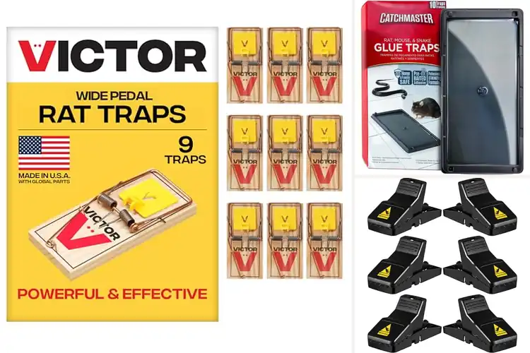 Detailed view of Best Rat Traps: Top Picks for a Pest-Free Home