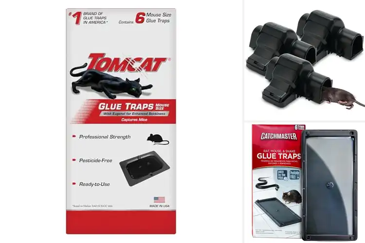 Detailed view of Best Ready-To-Use Rodent Traps
