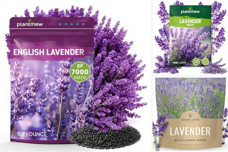 Detailed view of Best Relaxation Lavender Seeds: Grow Your Own Calming Oasis
