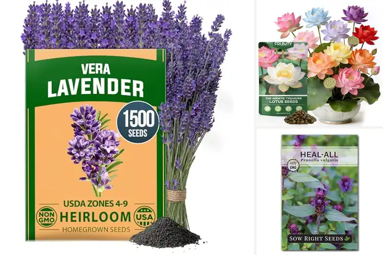 Detailed view of Best Relaxation Plant Seeds