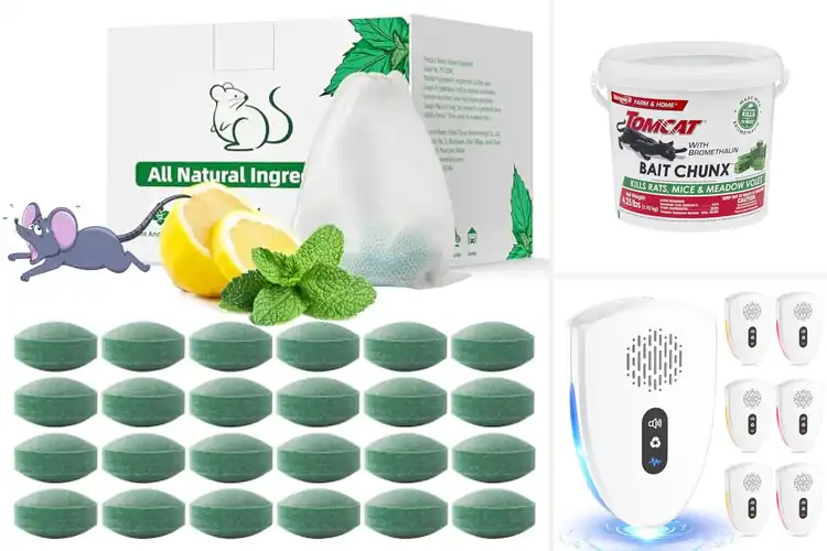 Detailed view of Best Rodent Control: Top 10 Solutions for a Pest-Free Home