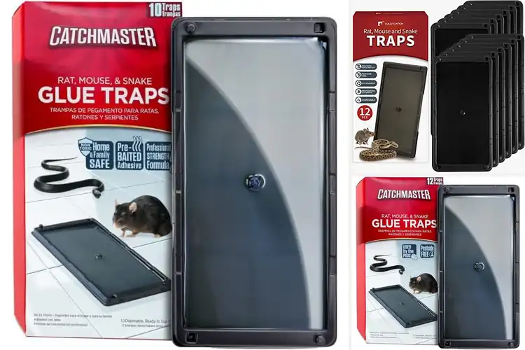 Detailed view of Best Rodent Glue Traps