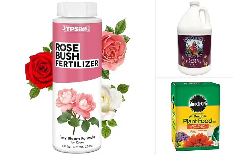 Detailed view of Best Rose Fertilizers: Bloom Brilliantly