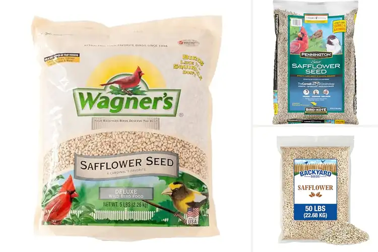 Detailed view of Best Safflower Seeds for Birds: Top 10 Squirrel-Proof Picks