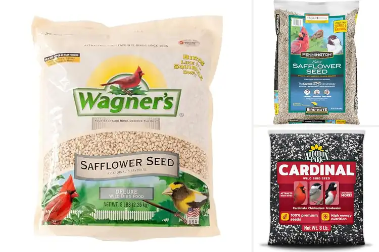 Detailed view of Best Safflower Seeds For Cardinals