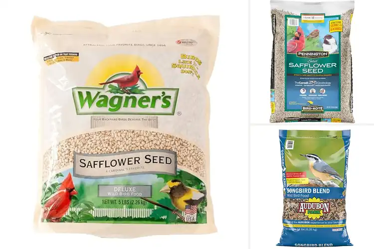 Detailed view of Best Safflower Seeds For Songbirds