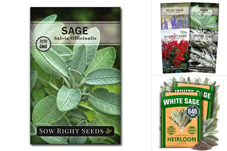Detailed view of Best Sage Seeds: Top Varieties for a Lush, Fragrant Garden
