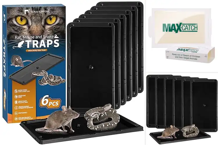 Detailed view of Best Six Pack Glue Traps For Mice