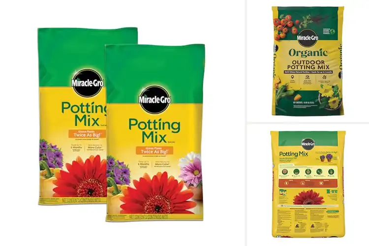 Detailed view of Best Soils For Container Shrubs