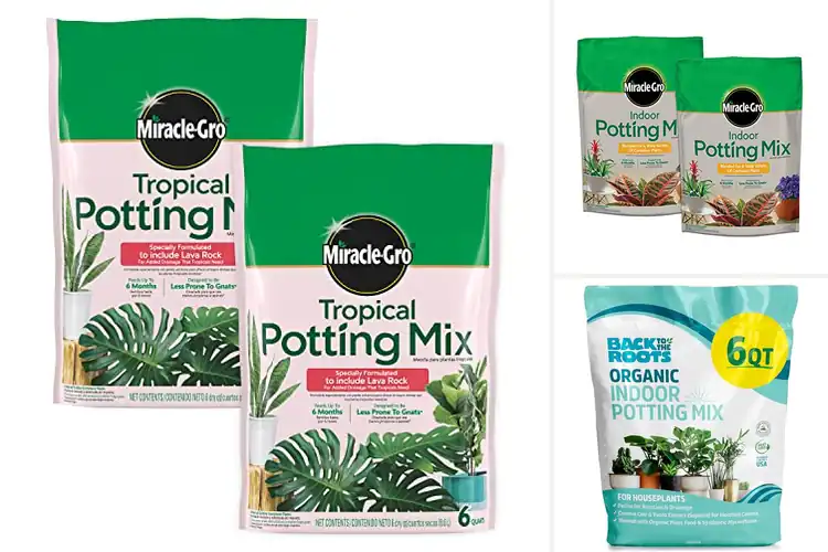 Detailed view of Best Soils For Tropical Houseplants