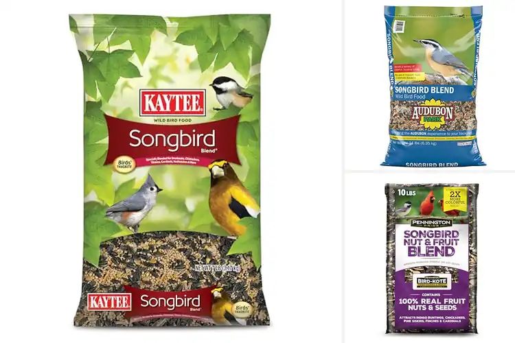 Detailed view of Best Songbird Food Blends to Attract Vibrant Birds Easily