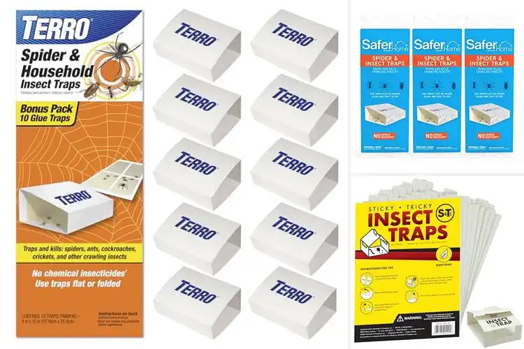 Detailed view of Best Spider Traps For Homes