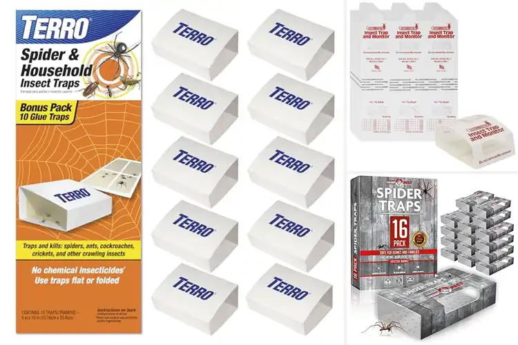 Detailed view of Best Spider Traps: Your Ultimate Guide to a Pest-Free Home