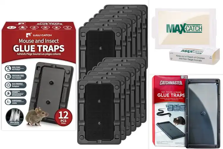 Detailed view of Best Sticky Traps For Mice