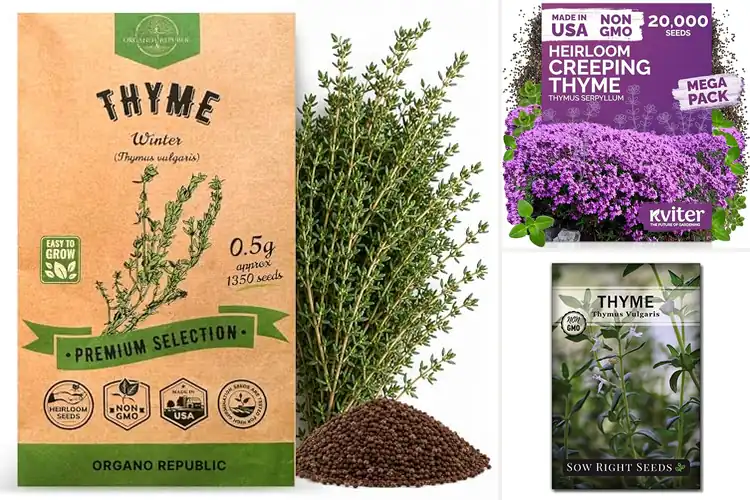 Detailed view of Best Thyme Seeds for Fresh, Flavor‑Packed Growing
