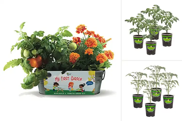 Detailed view of Best Tomato Plants for Beginners