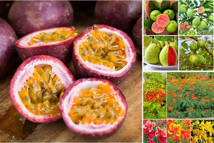 Detailed view of Best Tropical Flavor Seeds