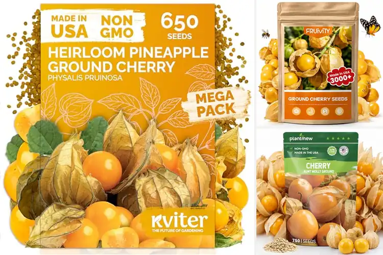 Detailed view of Best Tropical Ground Cherry Flavor Seeds