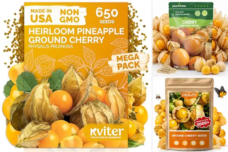 Detailed view of Best Tropical Sweet Ground Cherry Seeds