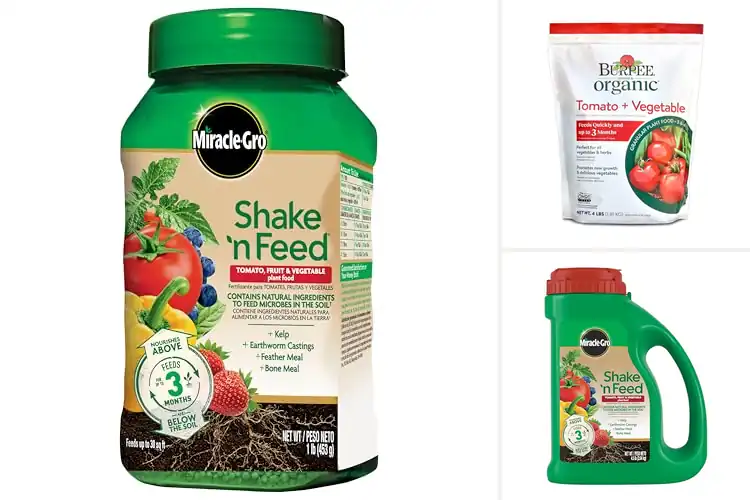 Detailed view of Best Vegetable Plant Foods