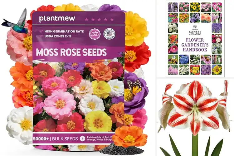 Detailed view of Best Warm Climate Flowers