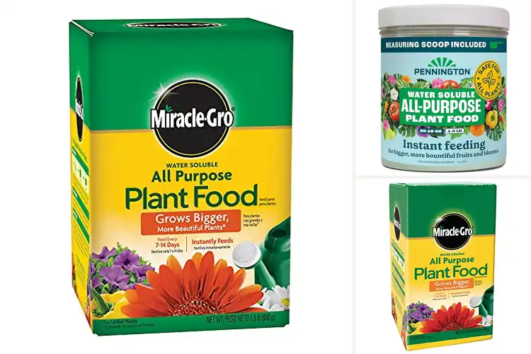 Detailed view of Best Water Soluble Plant Food