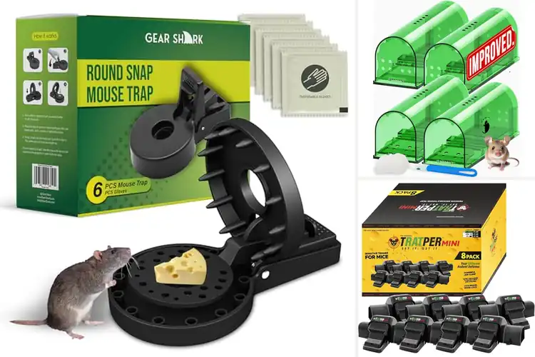 Detailed view of Best Year-Round Mouse Traps