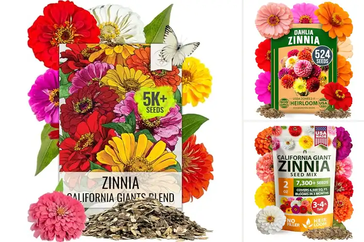 Detailed view of Best Zinnia Seeds